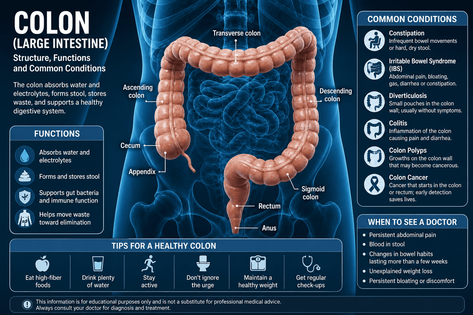 Colon anatomy — structure, functions, and common conditions