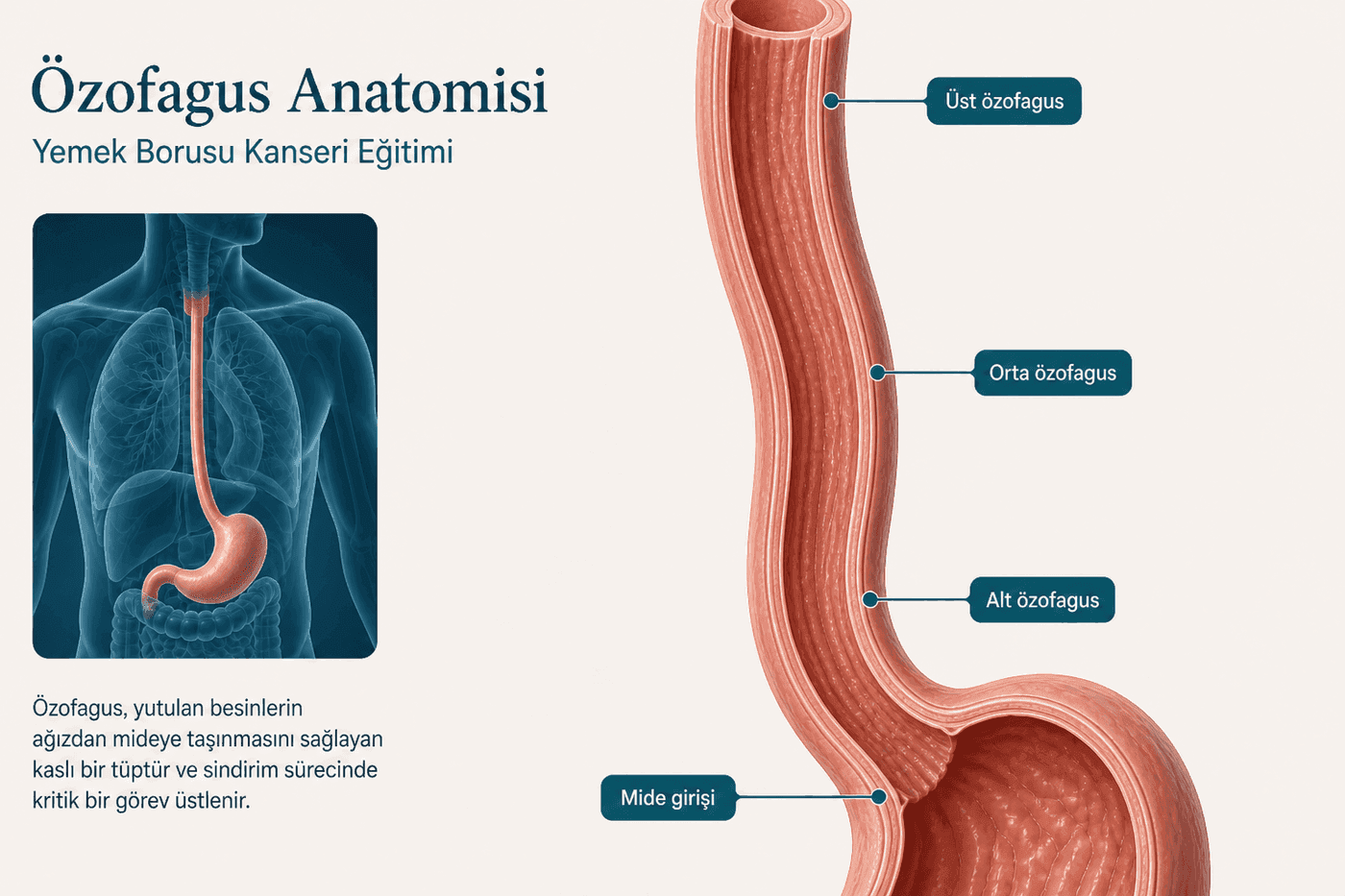 Anatomi 3D