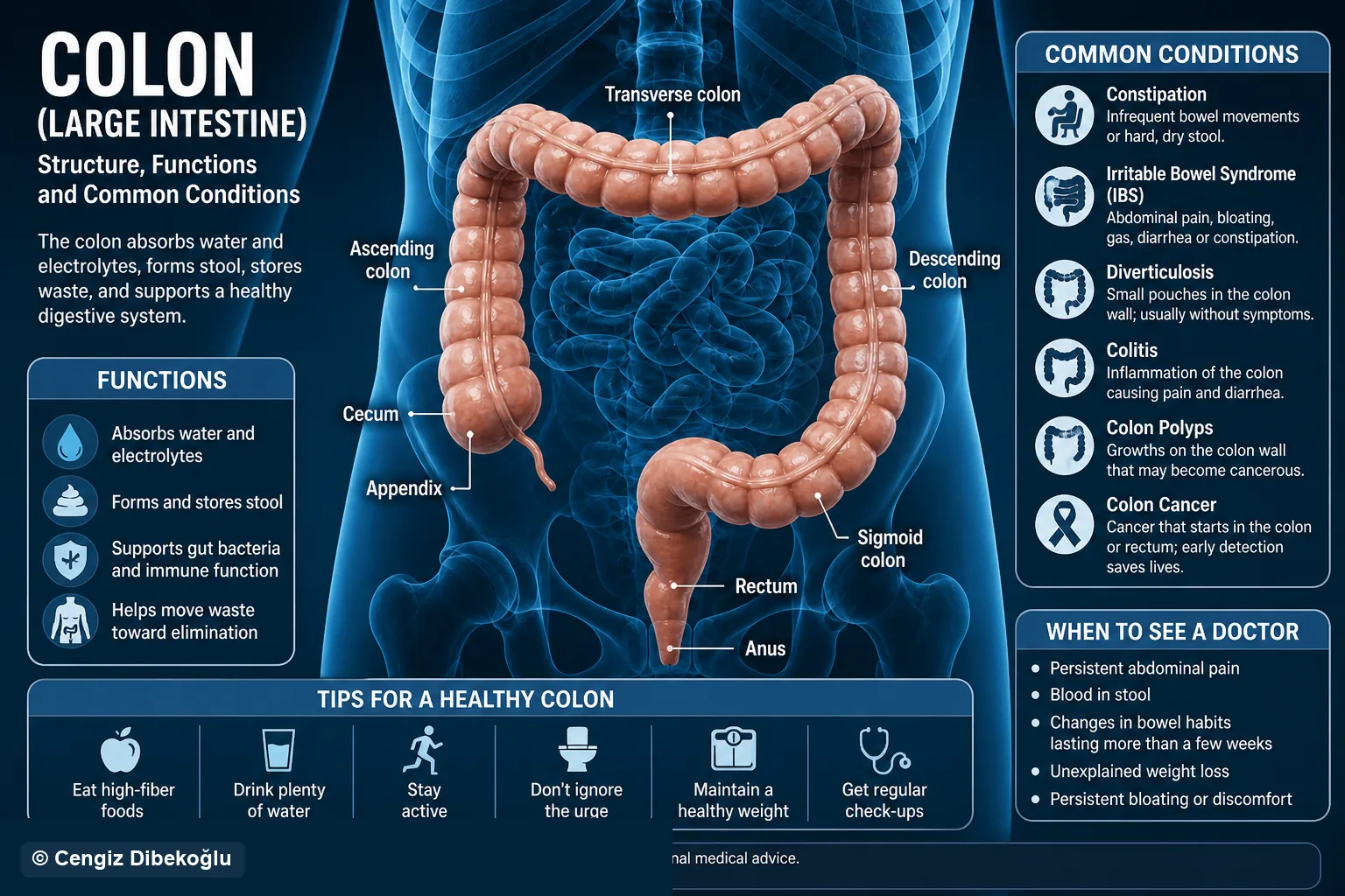 3D diagram: Anatomy context — colon anatomy