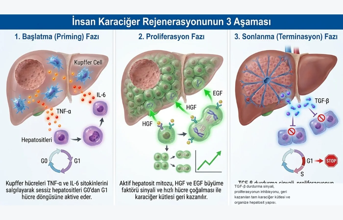 Şema: karaciğer rejenerasyonu — başlatma (TNF-α/IL-6), proliferasyon (HGF/EGF), sonlanma (TGF-β)